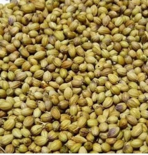 Locally Grown Common Cultivated Natural And Dried Coriander Seeds 