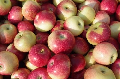 Commonly Cultivated Pure And Natural Juicy Apple Fruit