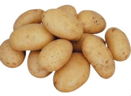 Tasty And Healthy Naturally Grown Oval Shape Fresh Potatoes