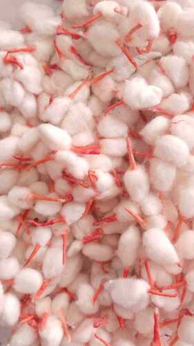 No Bad Odor 100% Virgin Soft White cotton Wick For Pooja