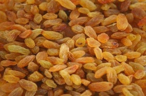 Sweet And Sour Taste Commonly Cultivated Food Grade Dried Golden Raisins