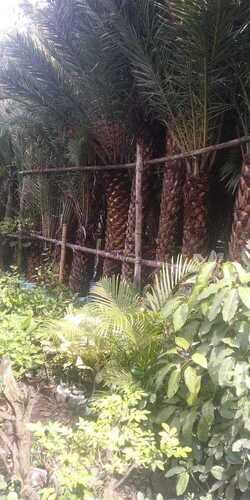 5 To 12 Feet Height Date Palm Tree For Landscaping Project