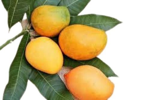 Green Indian Origin Medium Sized Natural Sweet Taste Oval Shape Yellow Fresh Mango