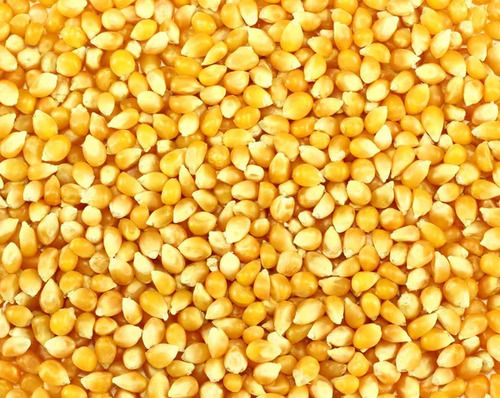 100% Maturity 11% Vitamin Sweet Corn For Cooking Use