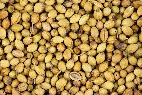 Yellow 8 % Moisture 0.05 % Admixture 6 % Ash Hybrid Edible Coriander Seeds 