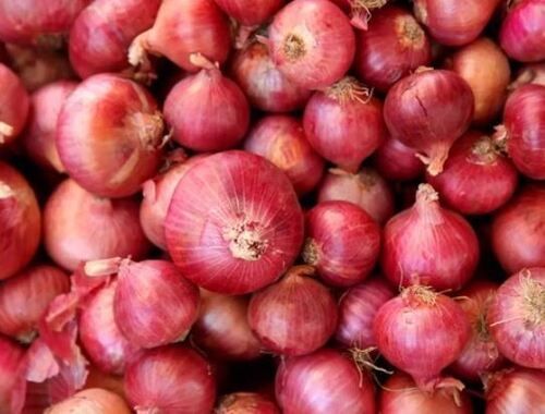 Pesticide Free Natural Round Fresh Onion