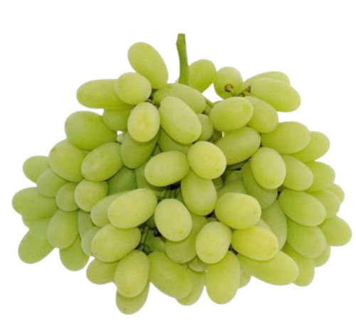 Common Rich In Taste Commonly Cultivated Green Sweet Grapes