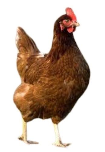 Brown Country Breed Live Chicken For Poultry Farming And Egg Production