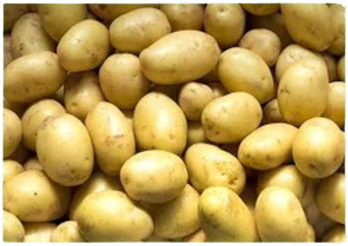 Chemical Free Naturel Oval Fresh Whole Potatoes