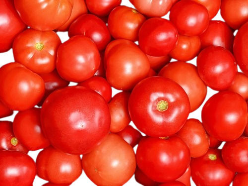 Commonly Cultivated Pure And Natural Fresh Juicy Tomatoes