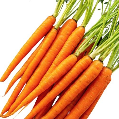 Pure And Natural Commonly Cultivated Healthy Fresh Carrot