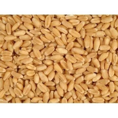 Commonly Cultivated Pure And Dried Raw Hard Wheat Grain Broken (%): 2.5%