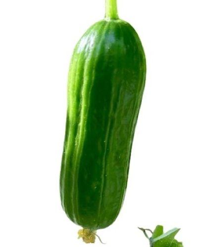 Farm Fresh Naturally Grown Long Shape Low In Calories Nutritious Green Cucumber Moisture (%): 97%