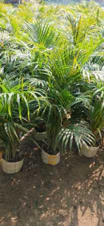 Areca Palm Plant (Chrysalidocarpus Lutescens)