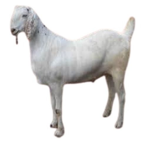 5 Kilogram Sojat Goat