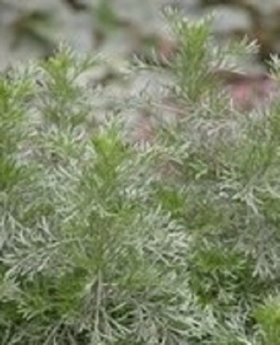 Herba Artemisiae Scopariae Extract