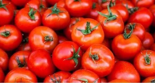 Pure And Natural Commonaly Cultivated A Grade Farm Fresh Tomato Moisture (%): 90%