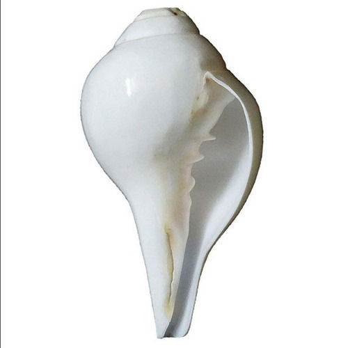 4-7 Inch Natural Plain White Loud And Blowing Shankh Application: Household & Commercial