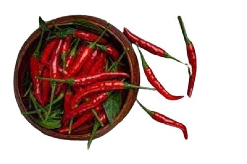 A Grade Spicy Fresh Chilli Consumed Within 3 Days Add A Fiery Spiciness 