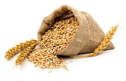 Indian Origin Naturally Grown 99% Standard Hard Red Wheat Grain