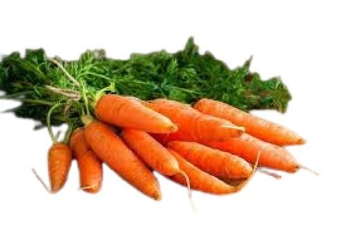 100% Naturally Grown Fresh Long Shape Tasty And Healthy Raw Carrot