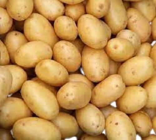 Oval Shape Raw Naturally Grown Fresh Potato