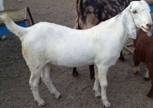 Sirohi Male Sojat Goat