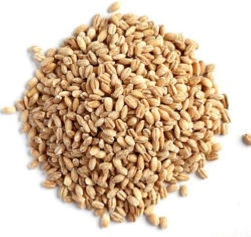 Edible Hybrid Agricultural Grade Organic And Natural Barley Seeds