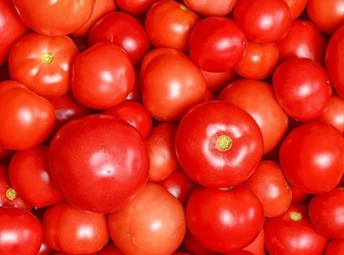 Pesticide Free Healthy And Nutritious Red Fresh Tomatoes