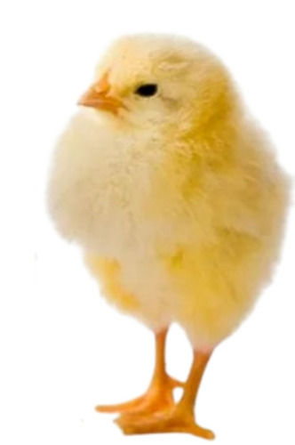 100 Grams, 10 Day Old Age Poultry Farm Broiler Chick