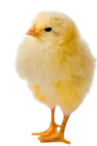 Yellow 100 Grams, 10 Day Old Age Poultry Farm Broiler Chick