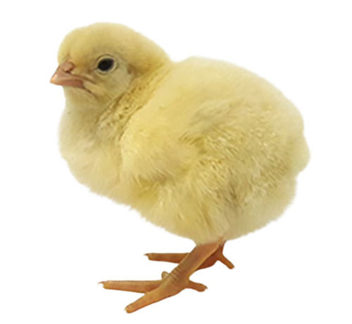 Yellow 25 Gram, 1 Week Old Aged Broiler Breed Poultry Farm Chicks