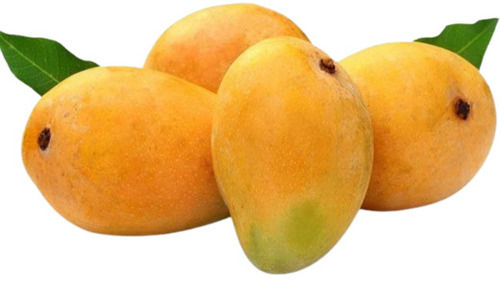 Yellow Pure And Delicious Sweet Raw Common Cultivated Whole Mallika Mango