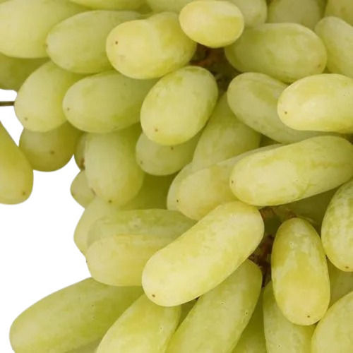 Rich In Taste Commonly Cultivated Fresh Grapes