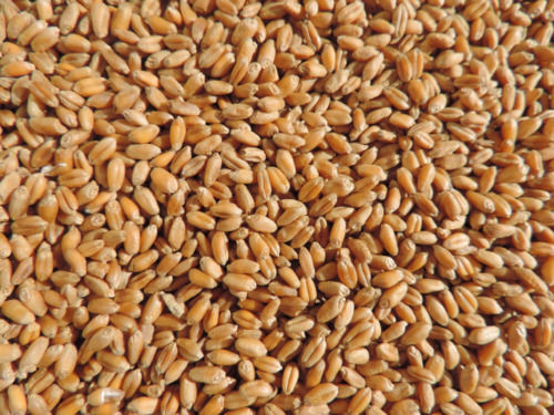 Brown 98% Pure And Dried Food Grade Commonly Cultivated Raw Wheat Seed