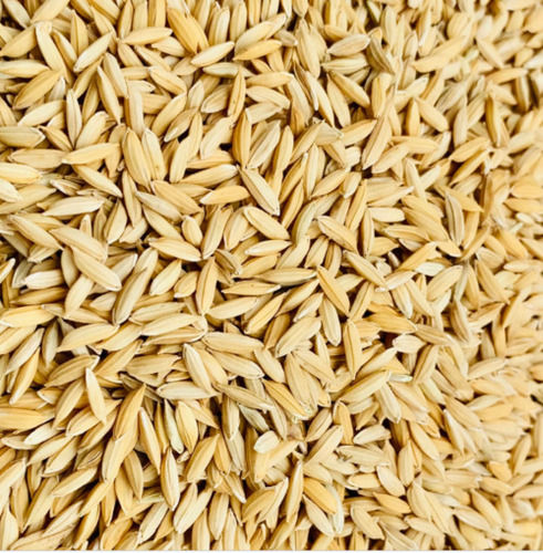 98% Pure And Dried Food Grade Commonly Cultivated Whole Paddy Seed