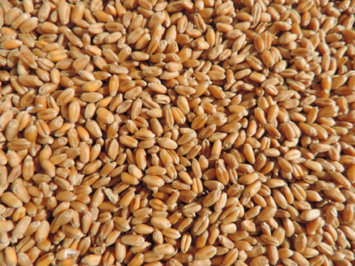  98% शुद्ध और सूखा खाद्य ग्रेड सामान्य रूप से उगाया जाने वाला कच्चा गेहूं का बीज