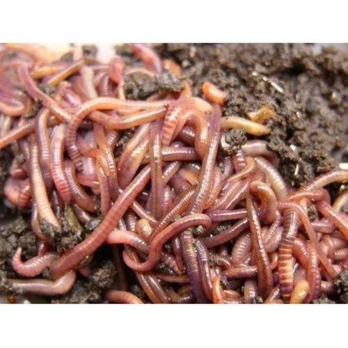 Red Controlled Release Ground Soil Solubility Organic Fertilizer Vermicompost