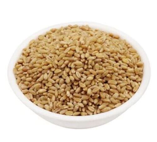 Pure And Dried Commonly Cultivated Raw Seed Wheat Grain 