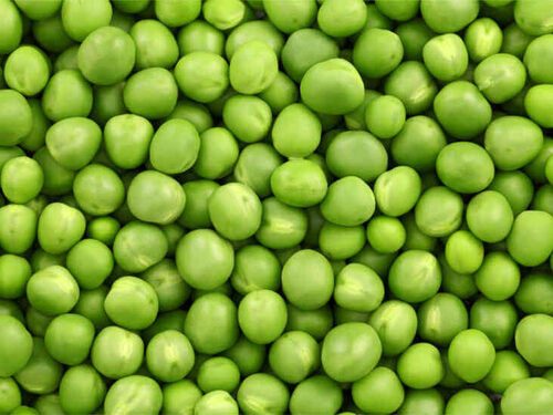 Rich In Vitamins Commonly Cultivated Fresh Green Peas
