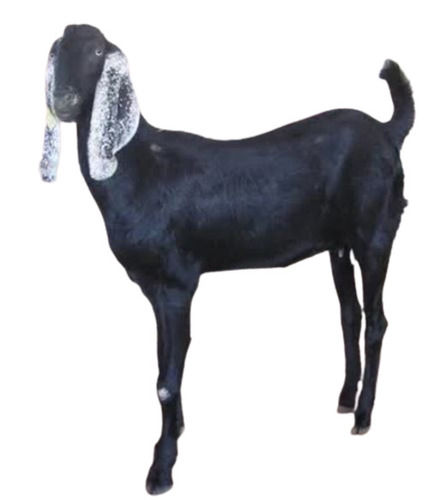 Black 15 Kg 1 Year Old Aged Beetal Breed Goat