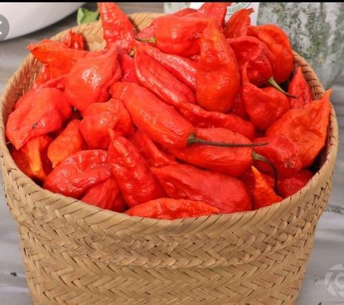 100% ऑर्गेनिक और फार्म फ्रेश नागा किंग रेड चिली