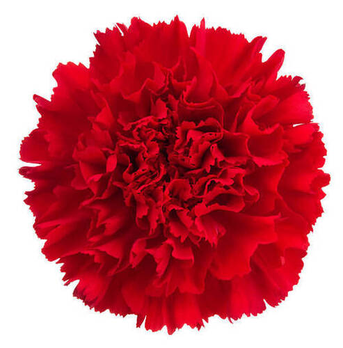 7-10 Days Shelf Life Carnation Flowers For Home Decoration And Gift