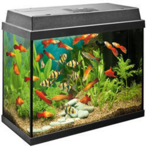 Glass Fish Aquarium Tank With Size 3.5 Feet Height Gender: Women