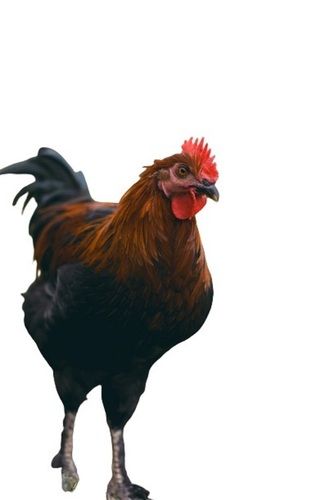 3.5 Kg Black And Brown Country Breed Female Live Chicken For Poultry Farming