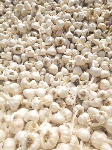 Commonly Cultivated Semi Round Fresh Garlic Shelf Life: 2 Months