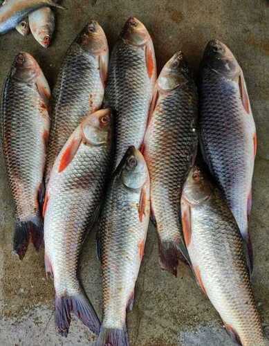 White/Transparent Fish Sea Food For Eating Use