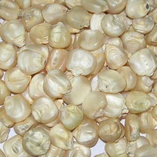 Healthy And Nutritious Gluten Free Raw White Maize