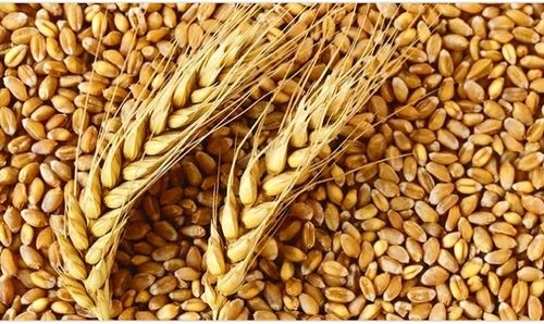 Natural Dried Golden Brown Organic Wheat