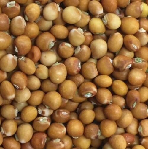 Pure And Sunlight Dried A Grade Edible Pigeon Peas for Agriculture
